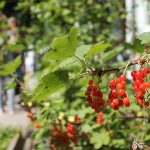 Die Lütten Niendorfer haben ein wunderschönes Gelände.